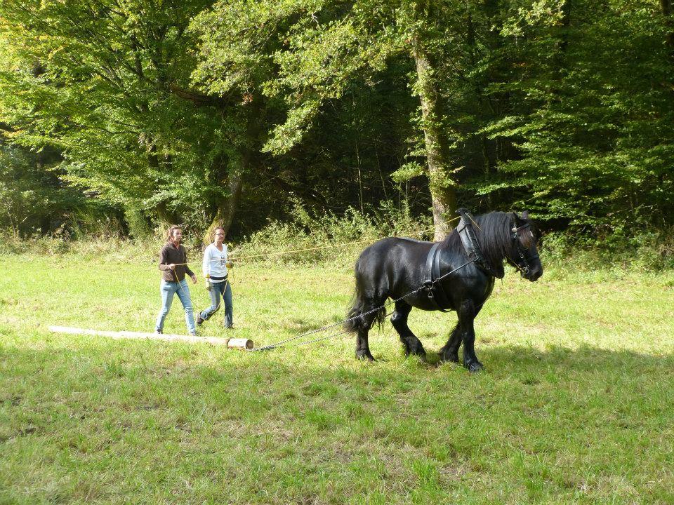 Saveurs de la Forêt